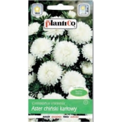 Aster-ch.karłowy-biały-1g-ST/PL
